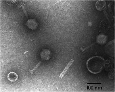 Host Specificity of the Dickeya Bacteriophage PP35 Is Directed by a Tail Spike Interaction With Bacterial O-Antigen, Enabling the Infection of Alternative Non-pathogenic Bacterial Host